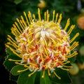 The Leucospermum Ã¢â¬ËVeldfire\' an Australian native flower in vivid colour
